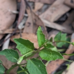 Lobelia purpurascens at Huskisson, NSW - 20 Jan 2024 04:28 PM