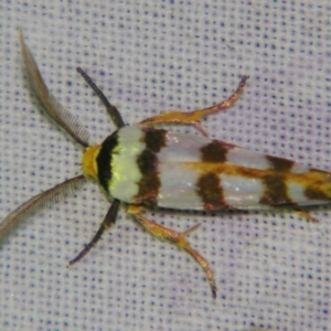 Cryptophasa tetrazona at Sheldon, QLD - 12 Jan 2008