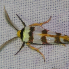 Cryptophasa tetrazona (A Xyloryctid moth) at Sheldon, QLD - 12 Jan 2008 by PJH123