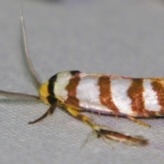 Cryptophasa tetrazona at Sheldon, QLD - 12 Jan 2008