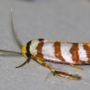 Cryptophasa tetrazona at Sheldon, QLD - suppressed