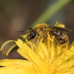 Lasioglossum (Chilalictus) sp. (genus & subgenus) (Halictid bee) at McKellar, ACT - 19 Jan 2024 by kasiaaus