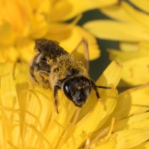 Lasioglossum (Chilalictus) sp. (genus & subgenus) at Croke Place Grassland (CPG) - 19 Jan 2024