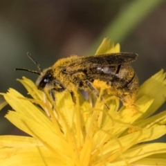 Lasioglossum (Chilalictus) sp. (genus & subgenus) at Croke Place Grassland (CPG) - 19 Jan 2024