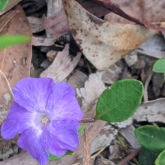 Brunoniella pumilio (Dwarf Blue Trumpet) at Huskisson, NSW - 20 Jan 2024 by AniseStar