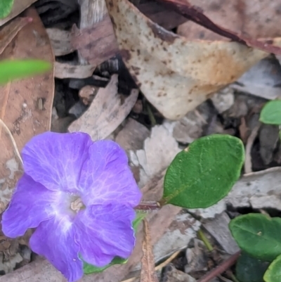 Brunoniella pumilio (Dwarf Blue Trumpet) at Huskisson, NSW - 20 Jan 2024 by AniseStar