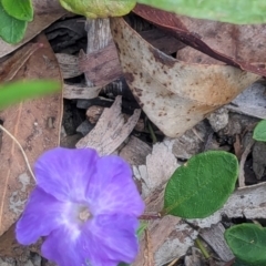 Brunoniella pumilio at Huskisson, NSW - 20 Jan 2024 04:27 PM