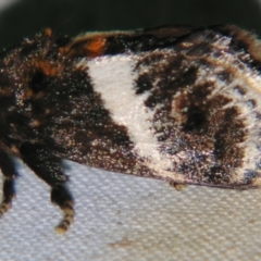 Eloasa atmodes (A Cup moth (Limacodidae) at Sheldon, QLD - 12 Jan 2008 by PJH123