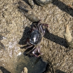 Paragrapsus laevis at Huskisson, NSW - 20 Jan 2024 by AniseStar