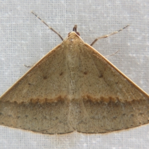 Epidesmia tryxaria at Sheldon, QLD - suppressed