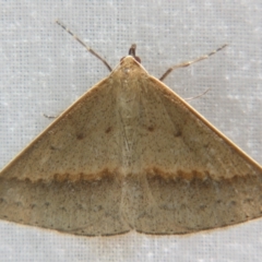 Unidentified Geometer moth (Geometridae) at Sheldon, QLD - 13 Jan 2008 by PJH123