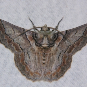 Hypobapta tachyhalotaria at Sheldon, QLD - 12 Jan 2008