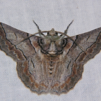 Hypobapta tachyhalotaria (Varied Grey) at Sheldon, QLD - 12 Jan 2008 by PJH123