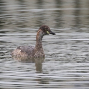 Tachybaptus novaehollandiae at Symonston, ACT - 20 Jan 2024