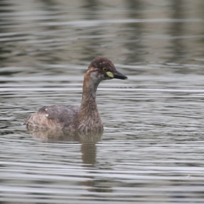 Tachybaptus novaehollandiae (Australasian Grebe) at Symonston, ACT - 20 Jan 2024 by RodDeb