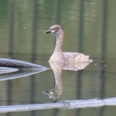 Tachybaptus novaehollandiae at Symonston, ACT - 20 Jan 2024