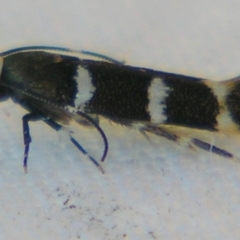 Limnaecia chionospila (Cosmopterigid) at Sheldon, QLD - 13 Jan 2008 by PJH123