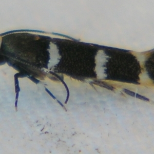 Limnaecia chionospila at Sheldon, QLD - suppressed