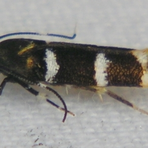 Limnaecia chionospila at Sheldon, QLD - suppressed