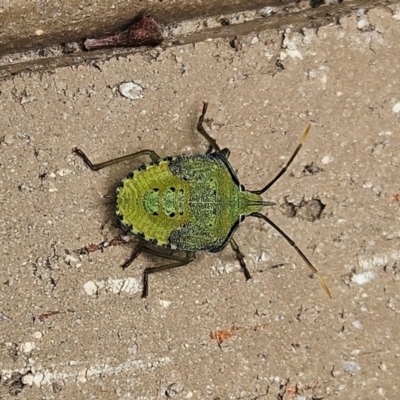 Biprorulus bibax (Spined citrus bug) at Hawker, ACT - 20 Jan 2024 by sangio7