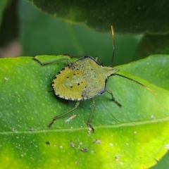 Biprorulus bibax at Hawker, ACT - suppressed