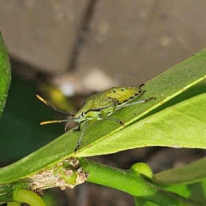 Biprorulus bibax at Hawker, ACT - suppressed