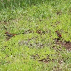 Neochmia temporalis (Red-browed Finch) at Symonston, ACT - 20 Jan 2024 by RodDeb