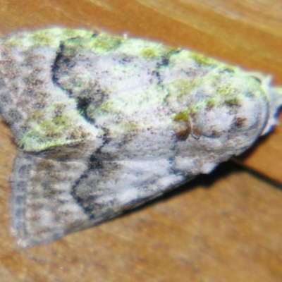 Nola fasciata (A Noctuid moth (Nolidae)) at Sheldon, QLD - 12 Jan 2008 by PJH123