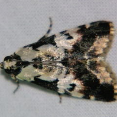 Orthaga sp near seminivea (A Pyralid moth (Epipaschinae) at Sheldon, QLD - 12 Jan 2008 by PJH123