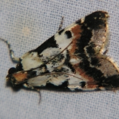 Orthaga sp near seminivea (A Pyralid moth (Epipaschinae) at Sheldon, QLD - 12 Jan 2008 by PJH123