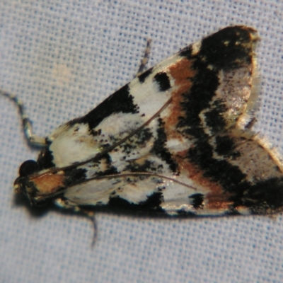 Orthaga sp near seminivea (A Pyralid moth (Epipaschinae) at Sheldon, QLD - 12 Jan 2008 by PJH123