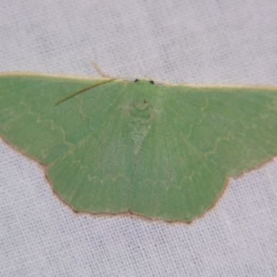 Prasinocyma semicrocea (Common Gum Emerald moth) at Sheldon, QLD - 12 Jan 2008 by PJH123