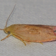 Prionocris (genus) (A Conceler moth (Wingia Group)) at Sheldon, QLD - 12 Jan 2008 by PJH123