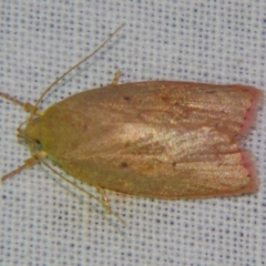 Prionocris (genus) at Sheldon, QLD - suppressed