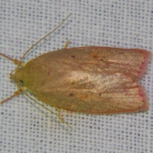 Prionocris (genus) at Sheldon, QLD - suppressed