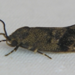 Pycnocera hypoxantha (A Concealer moth (Chezala Group)) at Sheldon, QLD - 13 Jan 2008 by PJH123