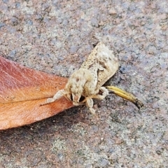 Elhamma australasiae (A Swift or Ghost moth (Hepialidae)) at Hawker, ACT - 20 Jan 2024 by sangio7