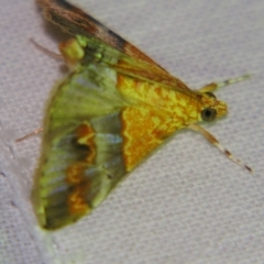 Tetracona amathealis (A Crambid moth) at Sheldon, QLD - 12 Jan 2008 by PJH123