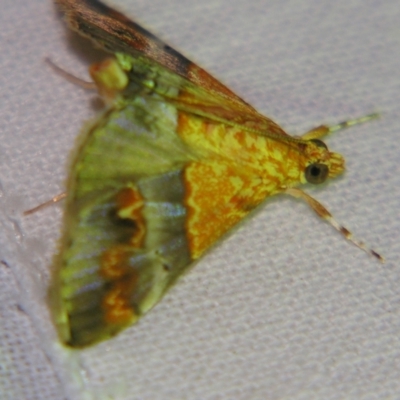 Tetracona amathealis (A Crambid moth) at Sheldon, QLD - 12 Jan 2008 by PJH123
