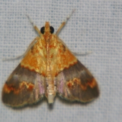 Tetracona amathealis at Sheldon, QLD - 12 Jan 2008