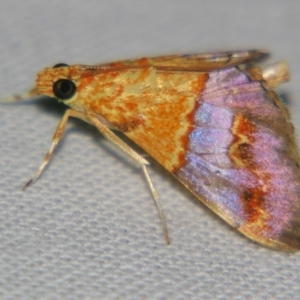 Tetracona amathealis at Sheldon, QLD - 12 Jan 2008