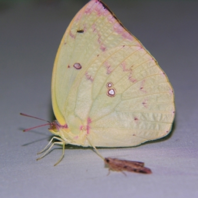 Unidentified White & Yellow (Pieridae) at Sheldon, QLD - 13 Jan 2008 by PJH123