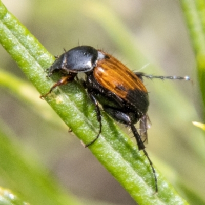 Phyllotocus navicularis (Nectar scarab) at Piney Ridge - 19 Jan 2024 by SWishart