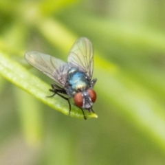 Chrysomya sp. (genus) (A green/blue blowfly) at Piney Ridge - 19 Jan 2024 by SWishart