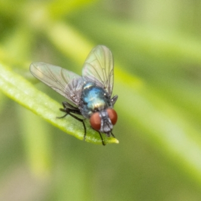 Chrysomya sp. (genus) (A green/blue blowfly) at Bluetts Block Area - 19 Jan 2024 by SWishart