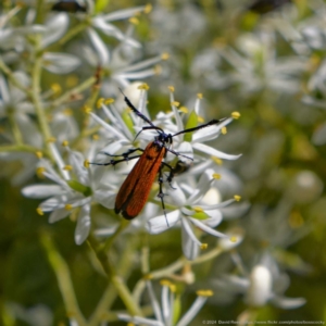 Snellenia lineata at Molonglo Gorge - 19 Jan 2024