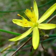 Tricoryne elatior (Yellow Rush Lily) at Windellama, NSW - 6 Jan 2024 by peterchandler