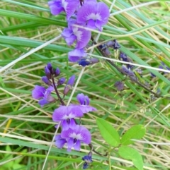 Glycine tabacina (Variable Glycine) at Windellama, NSW - 6 Jan 2024 by peterchandler