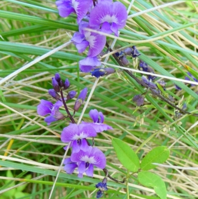 Glycine tabacina (Variable Glycine) at Windellama, NSW - 6 Jan 2024 by peterchandler