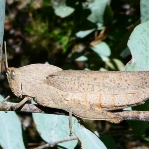 Goniaea australasiae at SCR380 at Windellama - suppressed